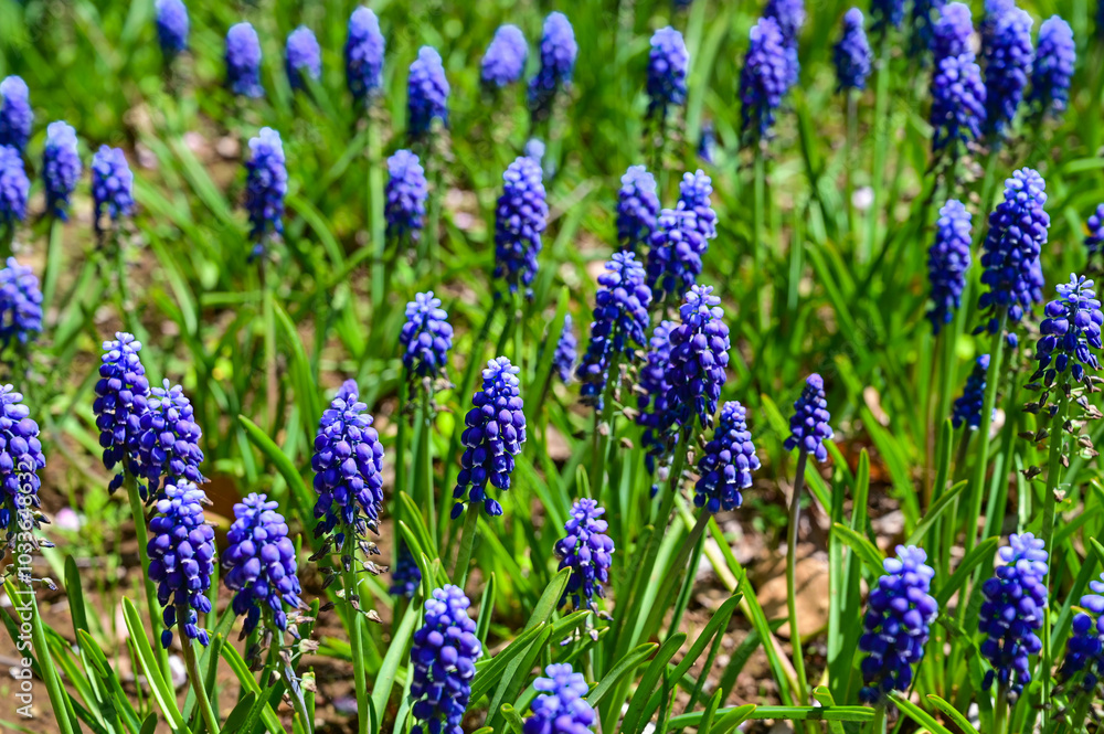 Grape hyacinth field in garden, spring season. Grape hyacinth field in garden, spring season.