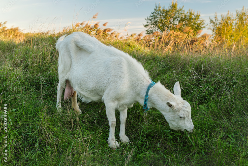 A goat with white fur peacefully grazes on vibrant green grass, surrounded by tall vegetation and trees. The late afternoon light casts a warm glow over the scene. A goat with white fur peacefully grazes on vibrant green grass, surrounded by tall vegetation and trees. The late afternoon light casts a warm glow over the scene.
