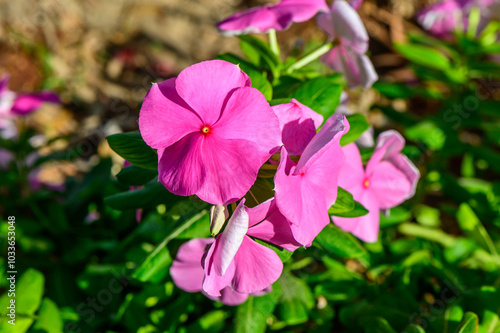 Vibrant pink flowers bloom in a lush garden, capturing the essence of a sunny spring afternoon full of color and life
