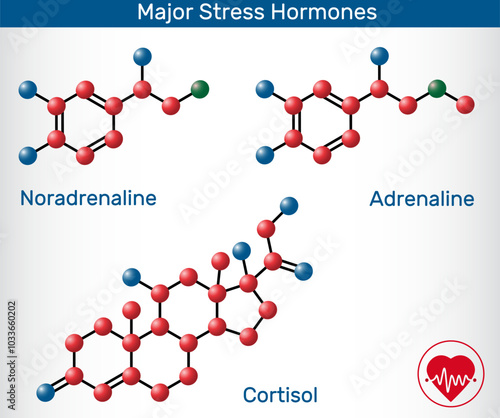 Major stress hormones molecules. Adrenaline (Epinephrine), Noradrenaline (Norepinephrine), Cortisol chemical structures. Vector illustration