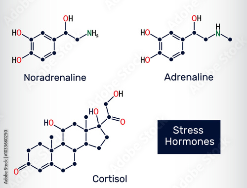 Major stress hormones molecules. Adrenaline (Epinephrine), Noradrenaline (Norepinephrine), Cortisol chemical structures. Vector illustration