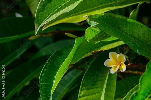 A close-up view of a plumeria flower nestled among lush green leaves in a tropical garden during daylight hours