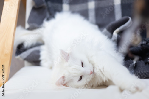 Fotografie Turkish angora white cat with green eyes playing with her mice toy on the armchair in the living room, pets owner relationship concept