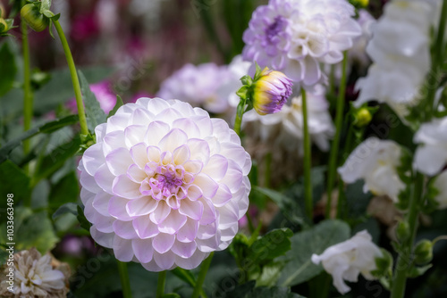 Beautiful white and light purple pompom dahlia flower in summer, close up photo