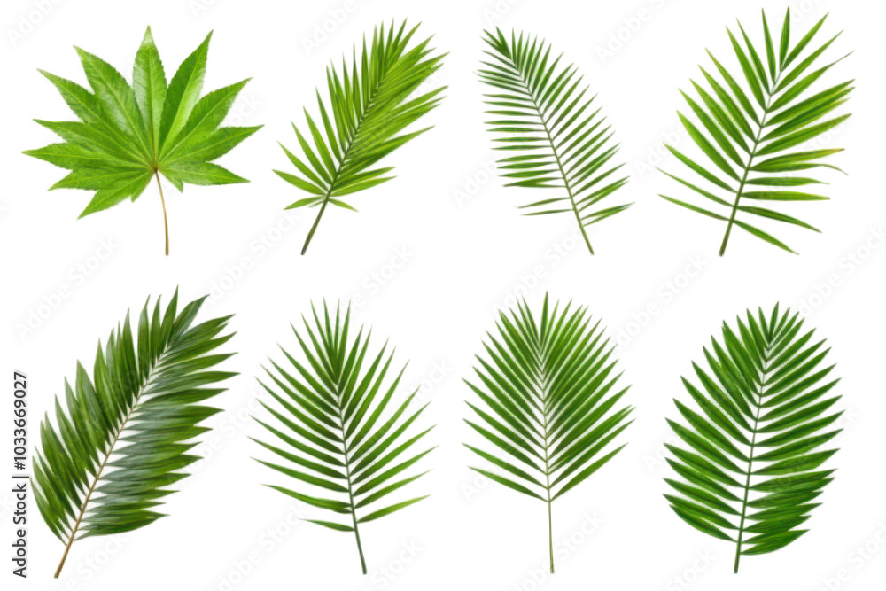 Collection of various tropical and palm leaves, isolated on white, nature and botanical concept.
Collection of various tropical and palm leaves, isolated on white, nature and botanical concept.