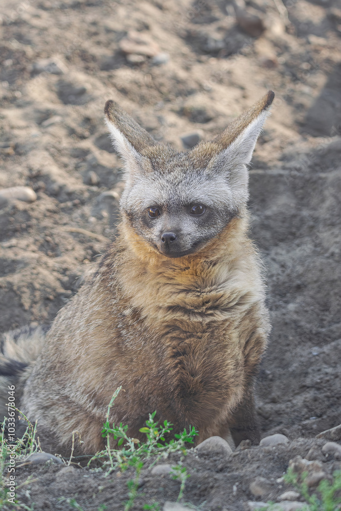 Obraz premium bat eared fox, (Otocyon megalotis), sitting on the sand, ears back, listening attentively