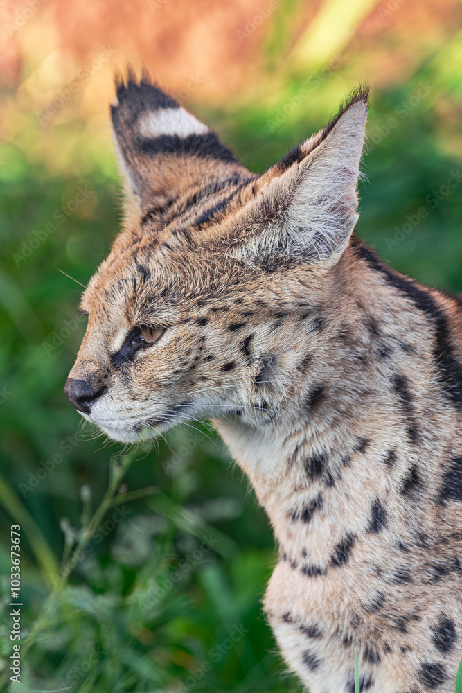 serval, (Leptailurus serval), side head portrait, close view, with vegetation background serval, (Leptailurus serval), side head portrait, close view, with vegetation background