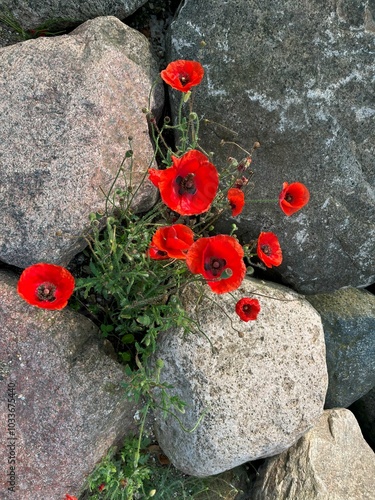 Vibrant red poppies growing between large, weathered stones, creating a striking contrast between the delicate flowers and the rough rock textures.