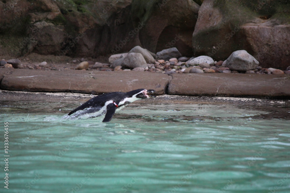 Naklejka premium London Zoo