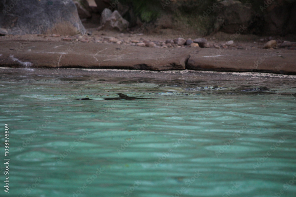 Fototapeta premium London Zoo