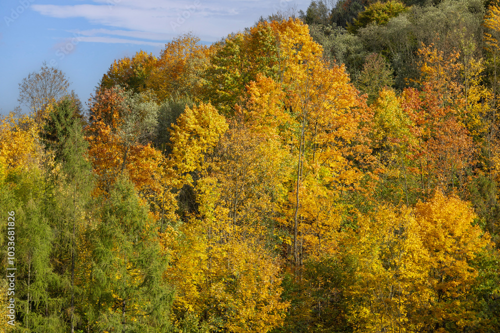 Picturesque view of the autumn landscape in the Pieniny Mountains, colorful leaves on the trees, Szczawnica, Poland