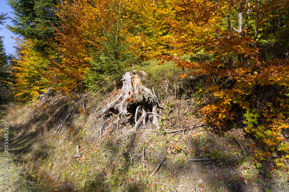 Picturesque view of the autumn landscape in the Pieniny Mountains, colorful leaves on the trees, Szczawnica, Poland