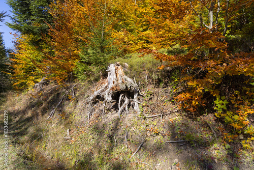 Obraz na płótnie Picturesque view of the autumn landscape in the Pieniny Mountains, colorful leaves on the trees, Szczawnica, Poland w salonie