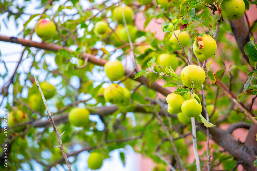 Harvest of apples on a plantation in the garden. Fruit trees with apples. Ripe fruits on the branches of a tree. Gardening in agriculture. Harvest of apples on a plantation in the garden. Fruit trees with apples. Ripe fruits on the branches of a tree. Gardening in agriculture.