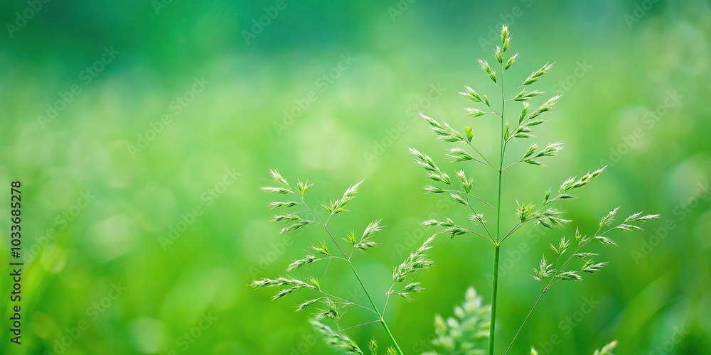 Forced perspective photo showcasing bluegrass grass Forced perspective photo showcasing bluegrass grass
