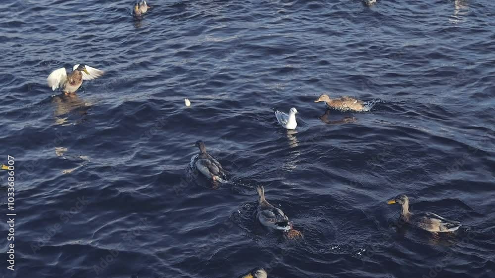 A Variety of Colorful Ducks Gracefully Swimming on a Calm Water Surface, Creating Beauty A Variety of Colorful Ducks Gracefully Swimming on a Calm Water Surface, Creating Beauty