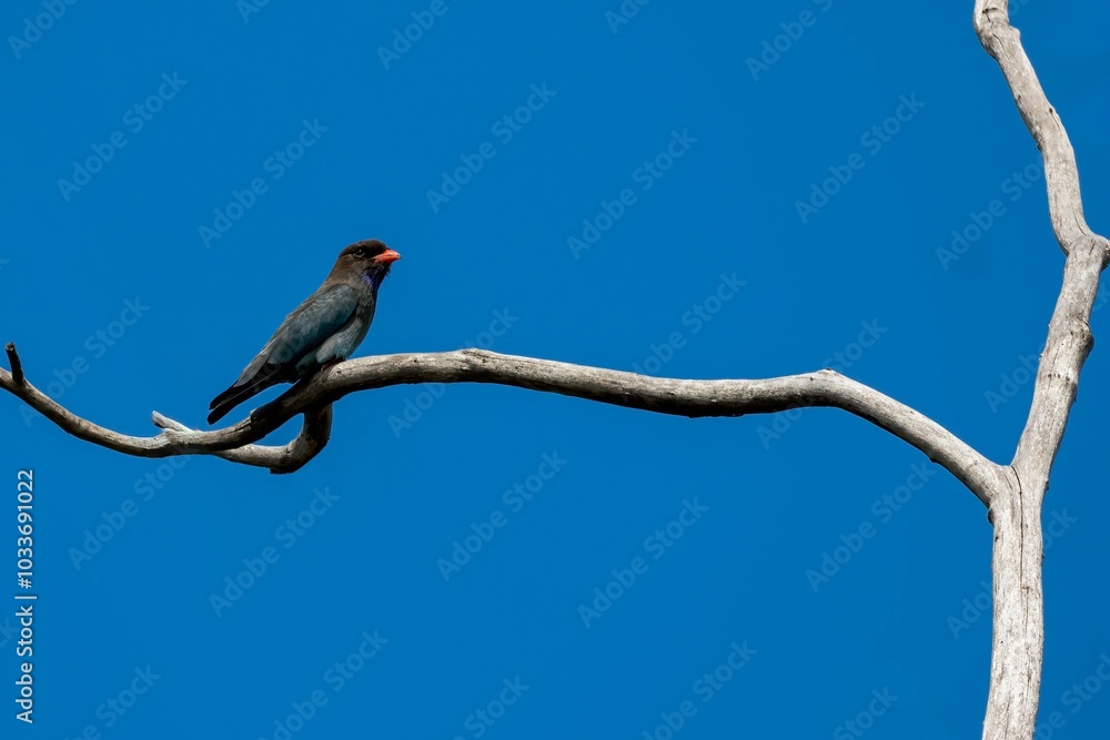 Fototapeta premium Bird on a branch against blue sky