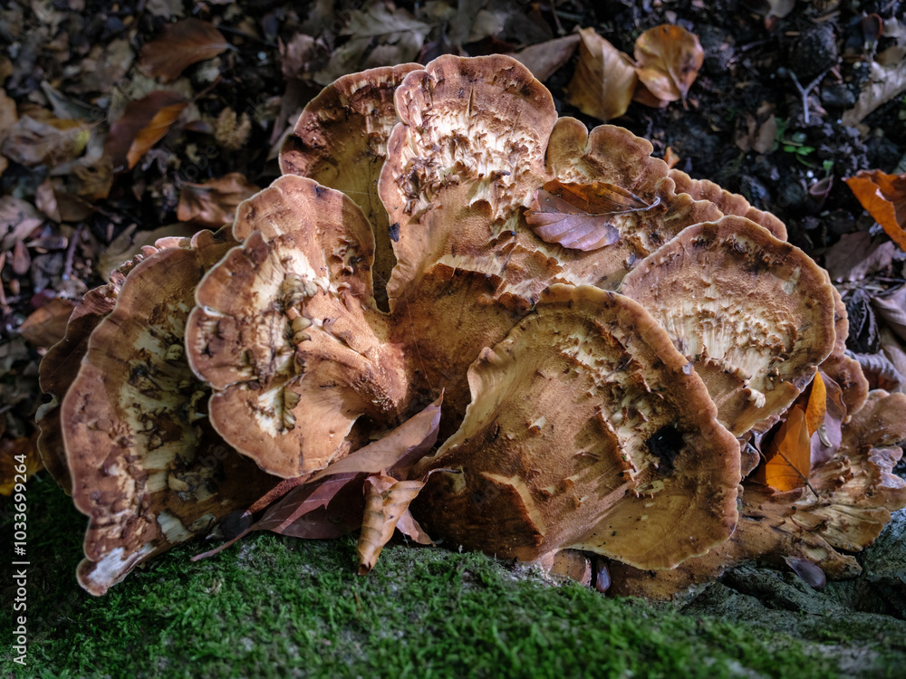 Reuzenzwam - Meripilus giganteus Reuzenzwam - Meripilus giganteus