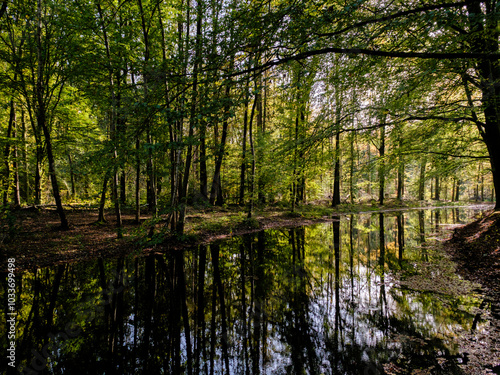 Nature reserve Waterloopbos, Flevoland province, The Netherlands