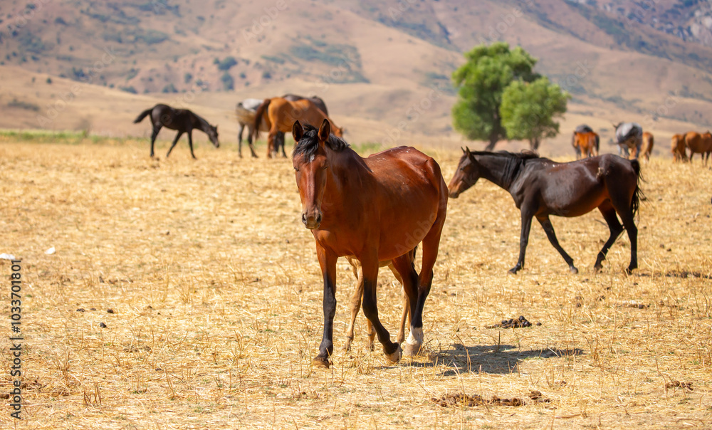 A herd of horses graze in the meadow in summer, eat grass, walk and frolic. Pregnant horses and foals, livestock breeding concept. A herd of horses graze in the meadow in summer, eat grass, walk and frolic. Pregnant horses and foals, livestock breeding concept.