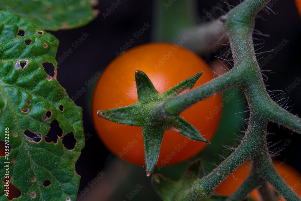 Home grown red tomatoes in juicy close up view condition Home grown red tomatoes in juicy close up view condition