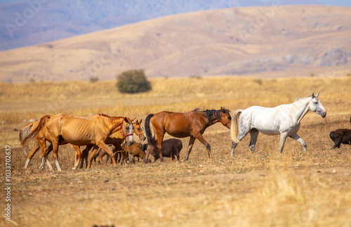 A herd of horses graze in the meadow in summer, eat grass, walk and frolic. Pregnant horses and foals, livestock breeding concept.