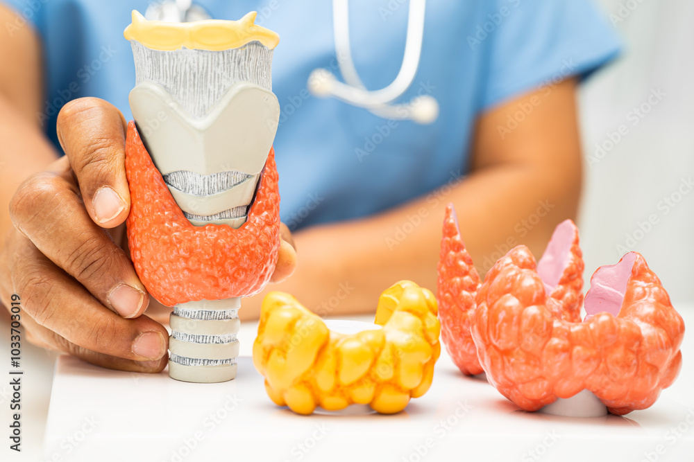 Obraz premium Hyperthyroidism, Overactive Thyroid, Thyroid Lymphoma, Asian doctor with thyroid gland human anatomy model in hospital.