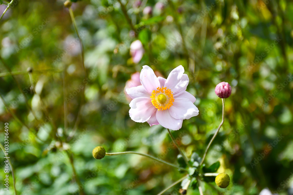 Obraz premium Pretty pink Japanese anemone flowering in a domestic garden. Delicate pink and very beautiful.