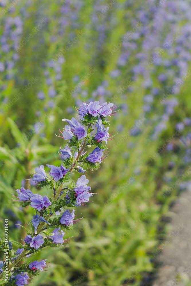 Naklejka premium Bright wildflowers against the backdrop of a green meadow, creating a picturesque atmosphere and a pleasing palette of nature