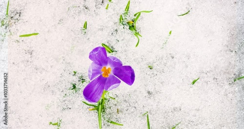 Top view of violet crocus flower blooming in early spring with snow melting time lapse