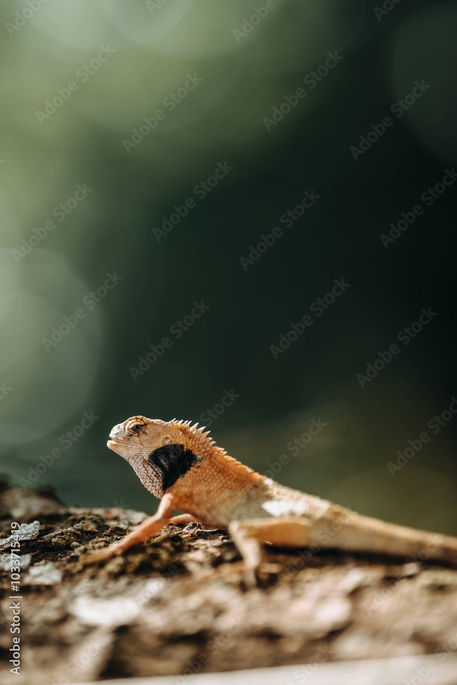 The Wild Garden Lizard, A rare Wild Lizard climb tree found widely in Glamping/Camping site The Wild Garden Lizard, A rare Wild Lizard climb tree found widely in Glamping/Camping site