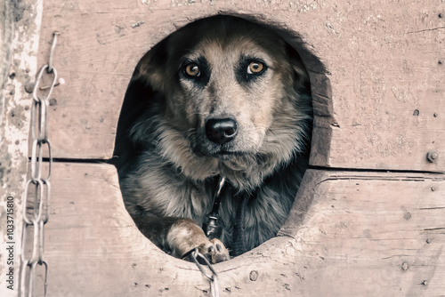 frightened adult dog looks out of his doghouse