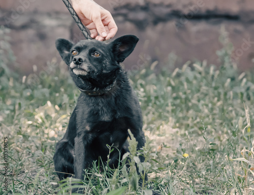 human hand stroking a purebred black dog on the head photo