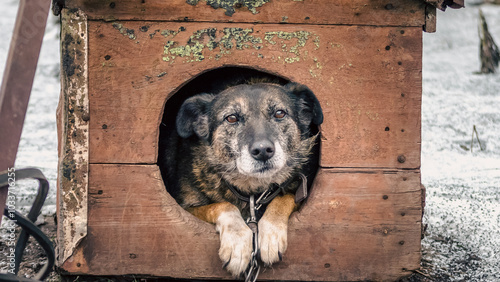 old gray dog sits in a shabby booth in winter