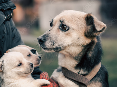 adult dog and puppies in the hands of a man