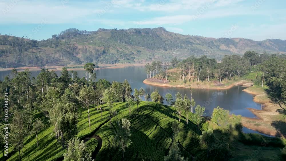 Flying a drone over the tea fields in Hatton, with a huge lake in the distance. Sunny day. Sri Lanka Flying a drone over the tea fields in Hatton, with a huge lake in the distance. Sunny day. Sri Lanka