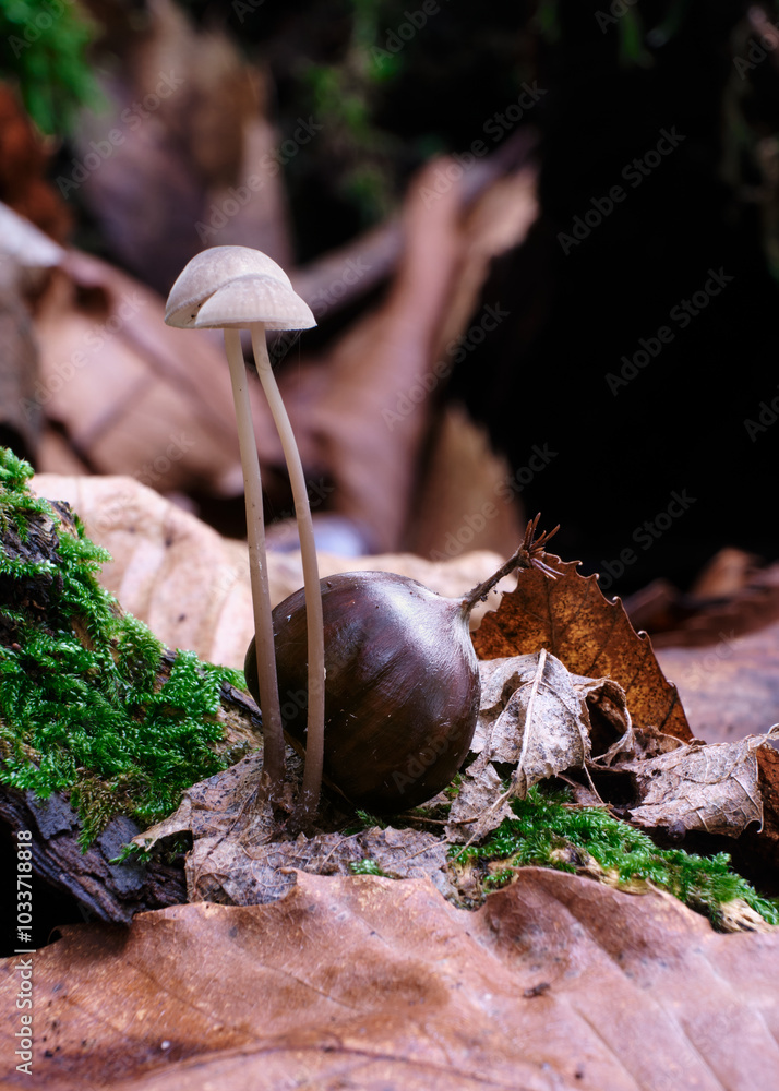 Macro scattata a dei funghi in un bosco nelle colline attorno a Tassarolo.