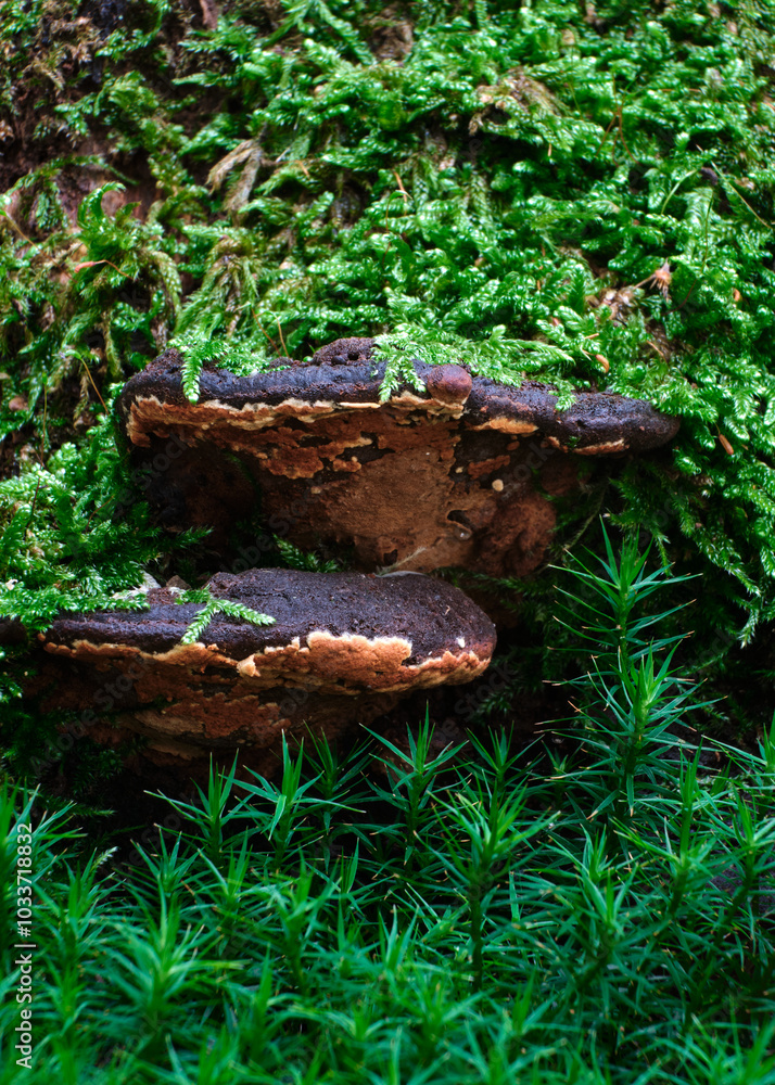 Macro scattata in un bosco nelle colline attorno a Tassarolo.
