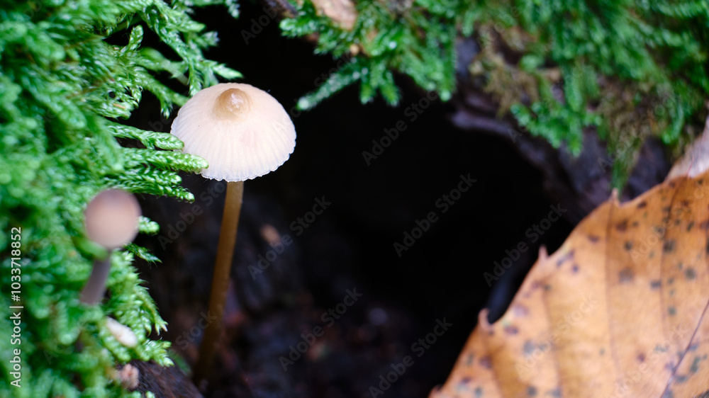 Macro scattata a dei funghi in un bosco nelle colline attorno a Tassarolo.