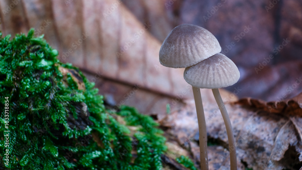 Macro scattata a dei funghi in un bosco nelle colline attorno a Tassarolo.