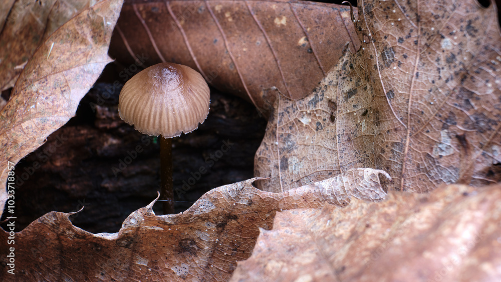 Macro scattata a dei funghi in un bosco nelle colline attorno a Tassarolo.