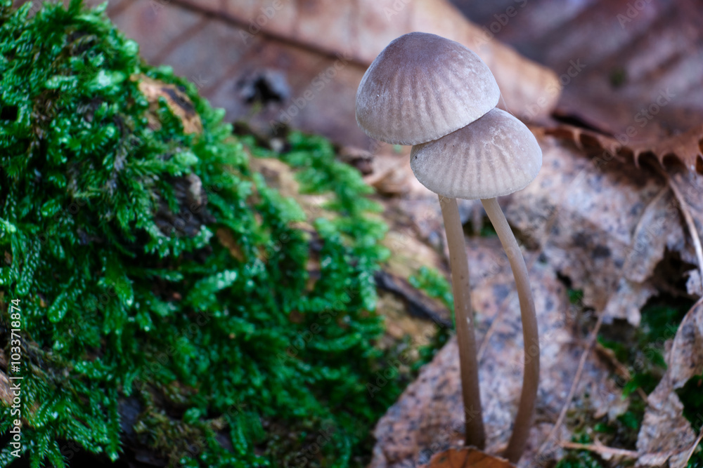 Macro scattata a dei funghi in un bosco nelle colline attorno a Tassarolo.