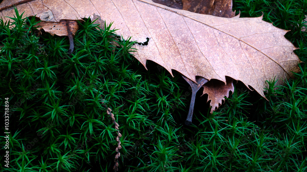 Macro scattata in un bosco nelle colline attorno a Tassarolo.