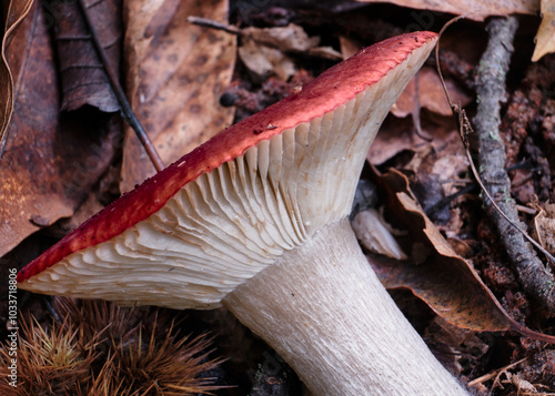 Obraz na płótnie Macro scattata ad un fungo in un bosco nelle colline attorno a Tassarolo. w salonie