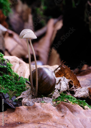 Macro scattata a dei funghi in un bosco nelle colline attorno a Tassarolo.