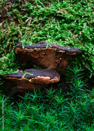 Obraz na płótnie Macro scattata in un bosco nelle colline attorno a Tassarolo. w salonie
