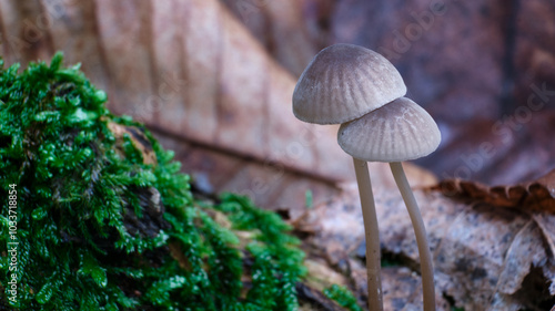 Obraz na płótnie Macro scattata a dei funghi in un bosco nelle colline attorno a Tassarolo. w salonie
