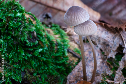 Macro scattata a dei funghi in un bosco nelle colline attorno a Tassarolo.