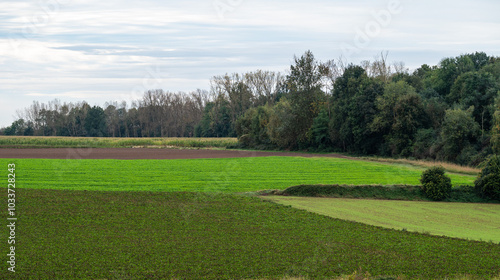 Colorful agriculture fields and hills at the Flemish countryside in Willebringen, Boutersem, Belgium