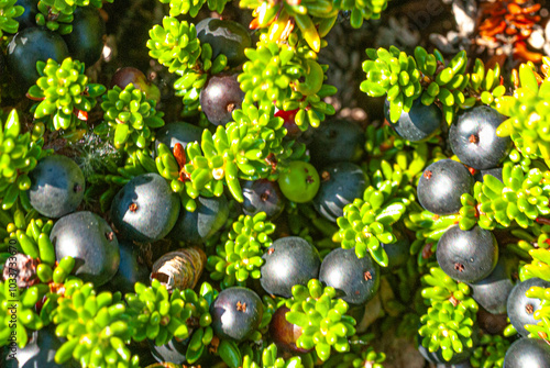 black crowberry (Empetrum nigrum), fruits, Iceland photo